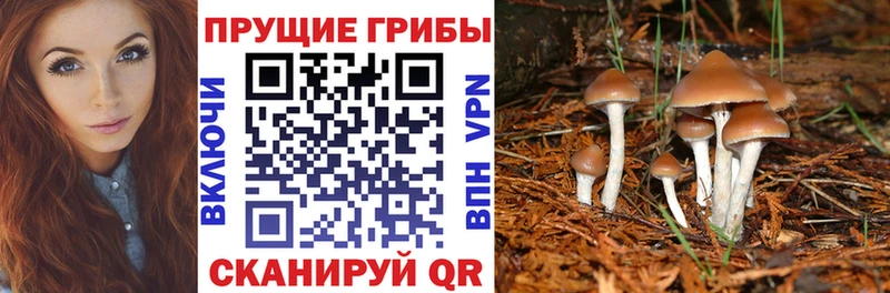 Псилоцибиновые грибы мухоморы  ссылка на мегу ТОР  Александровское  наркошоп 